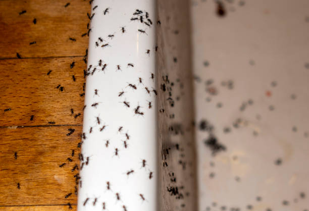 Best Pest Removal Services  in Lodi, NJ